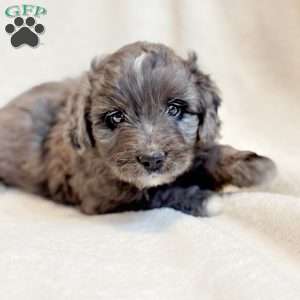 RIPLEY, Mini Aussiedoodle Puppy